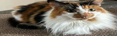Domestic long hair