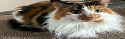 Domestic Shorthair cats for sale: 2 cats- sisters, loving personalities  - Advert 3