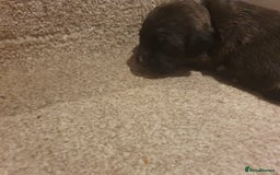 Staffordshire Bull Terrier dogs for sale: Staffordshire Bull Terrior Pups - 9 in total. - Image 25