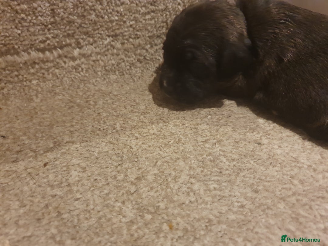 Staffordshire Bull Terrier dogs for sale: Staffordshire Bull Terrior Pups - 9 in total. - Image 25