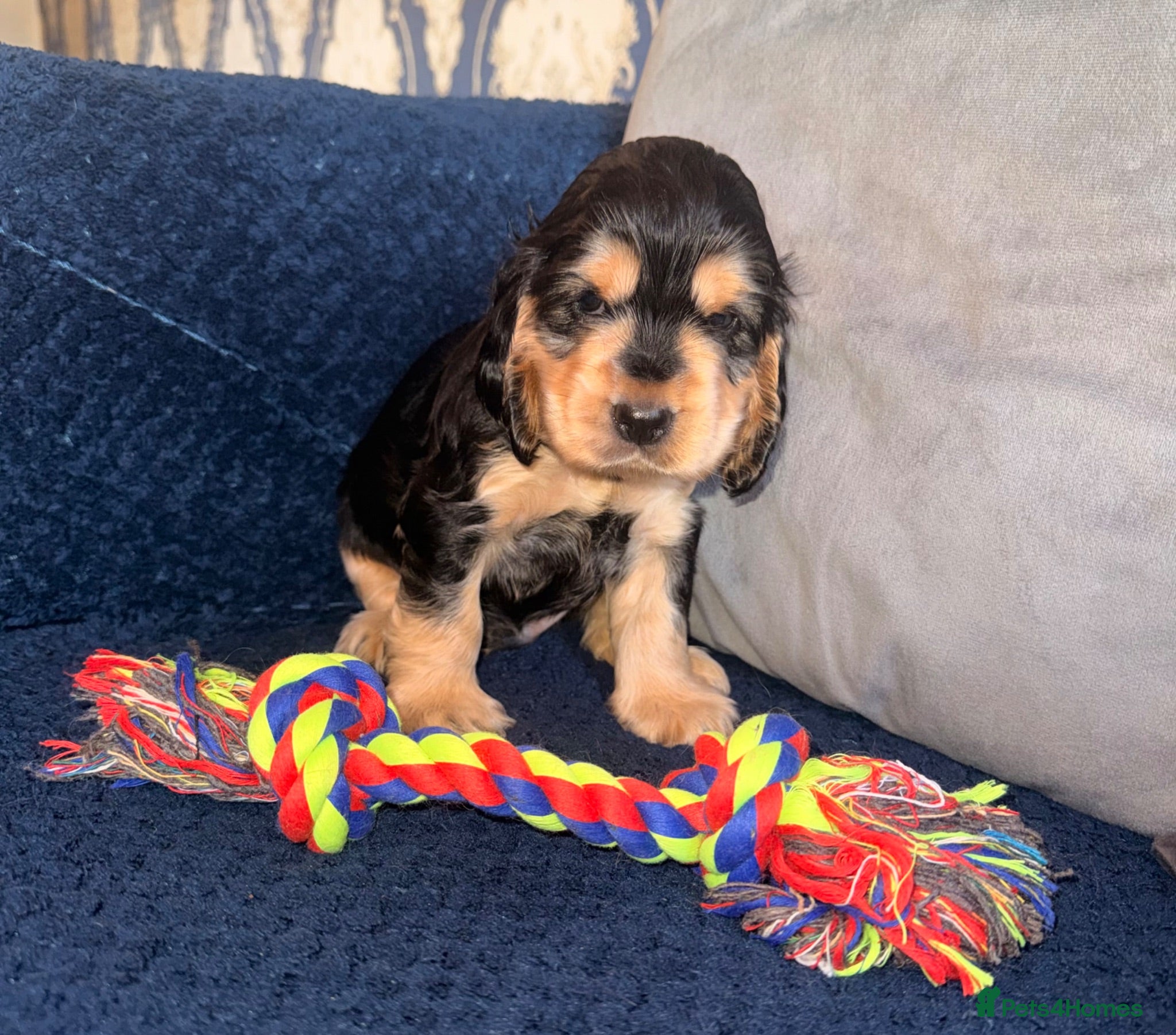 Cocker Spaniel dogs KC registered Black & Tan Sable Boy 🩵 - Advert 1