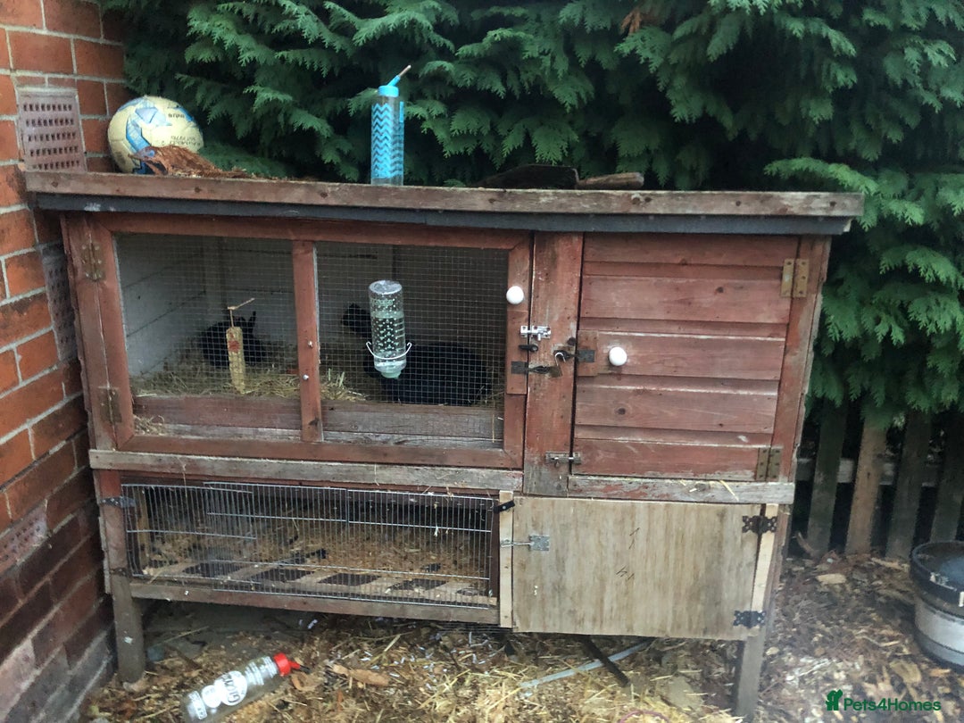 Alaska rabbits for sale: Alaskan rabbits  - Image 4