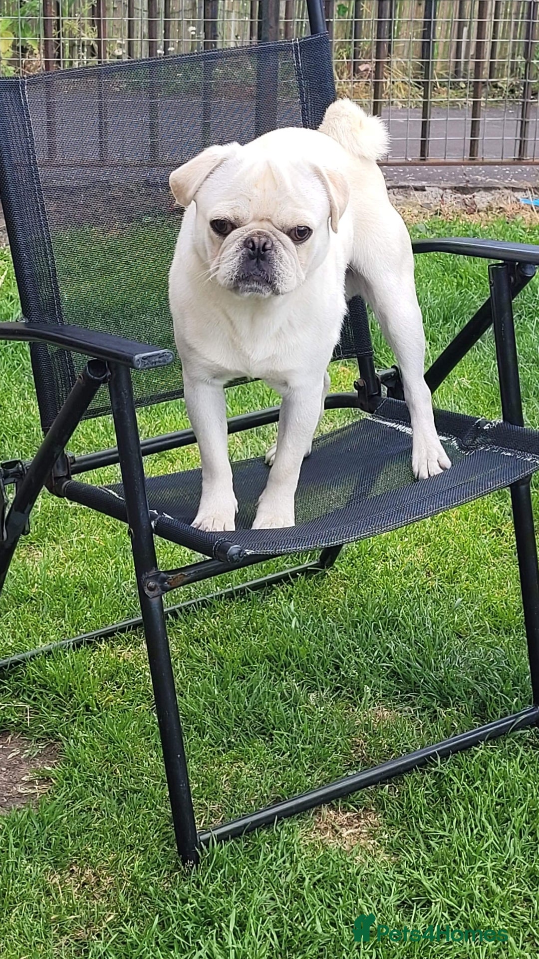 Pug dogs White pug for stud  - Advert 2