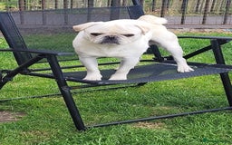 Pug dogs for stud: White pug for stud  - Image 1