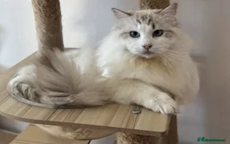 Ragdoll cats for stud: Seal Lynx Bicolour Ragdoll stud boy - Image 1