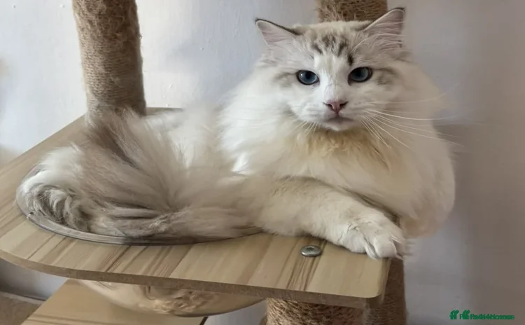 Ragdoll cats for stud - Advert 2