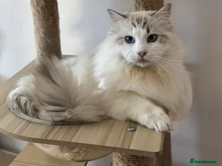 Ragdoll cats - Advert 15