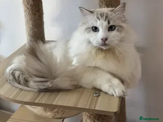 Ragdoll cats Seal Lynx Bicolour Ragdoll stud boy - Advert 11