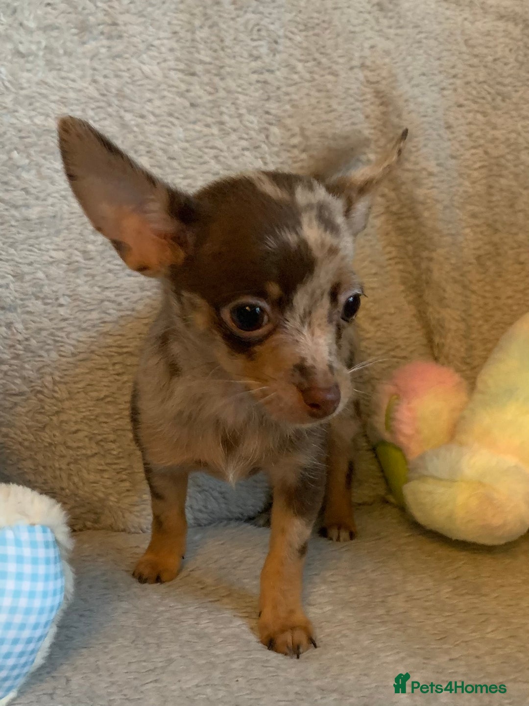 Mixed Breed dogs for sale: Chihuahua x  - Image 13