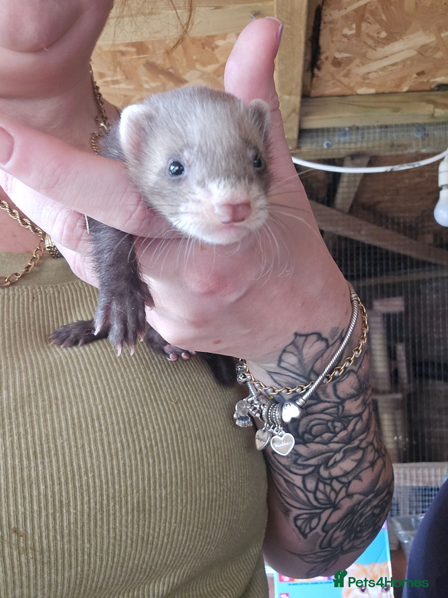 Ferret rodents Ferrets for sale - Advert 1