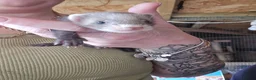 Ferret rodents for sale: Ferrets for sale - Advert 1