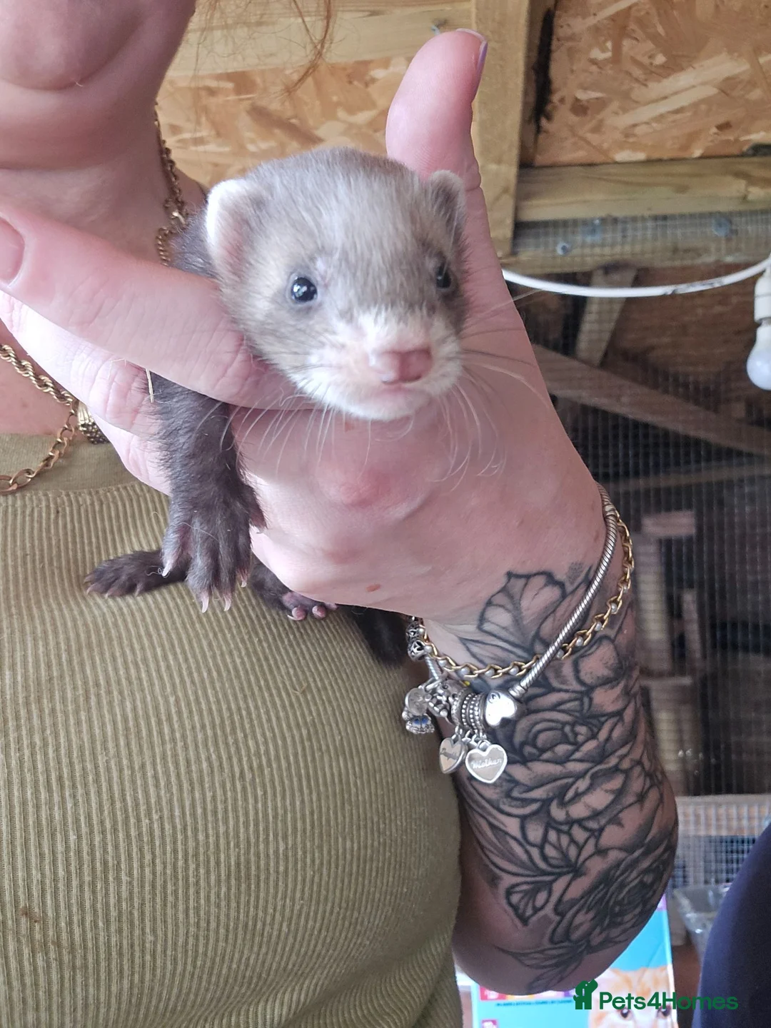 Ferret rodents for sale: Ferrets for sale - Advert 1