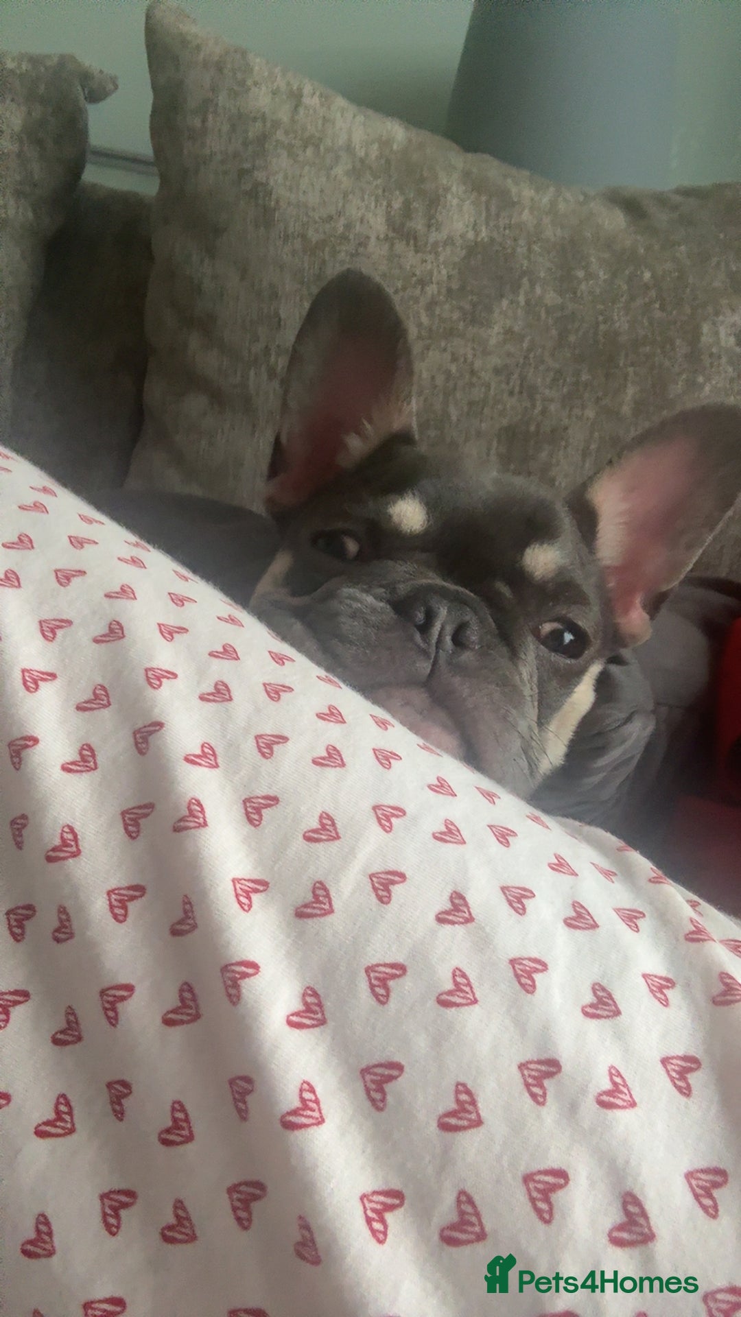 French Bulldog dogs for sale: Beau the frenchie - Image 1
