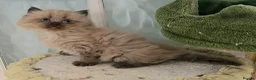 Himalayan cats for sale: Himilayan Minuets - Advert 8
