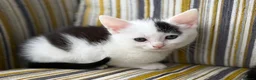 Mixed Breed cats for sale: Fluffy kittens ❤️ - Advert 5
