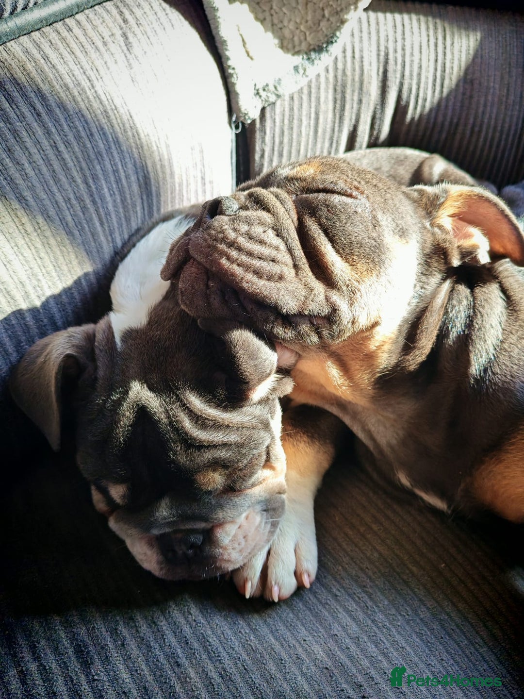 English Bulldog dogs for sale: English Bulldogs excellent pedigree - Image 3