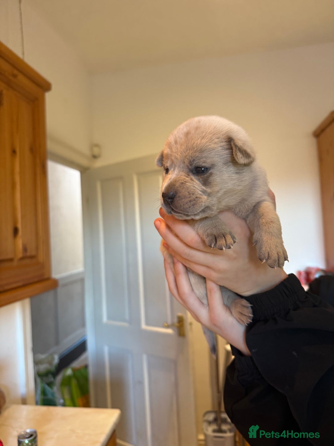 Mixed Breed dogs for sale: American bulldog / chowchow  - Advert 11