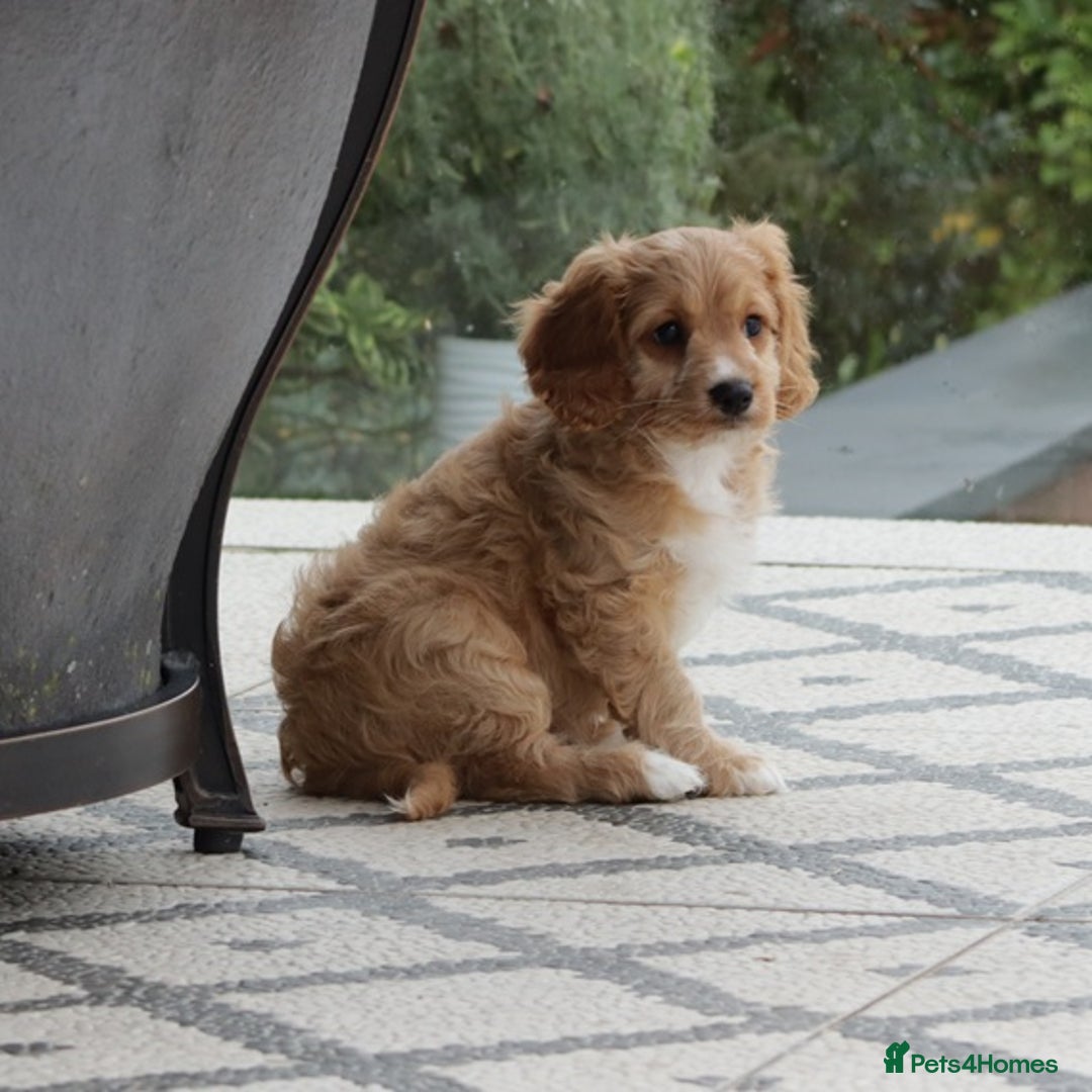 Cavapoo dogs for sale: F1 Cavapoo puppies for sale - Image 24