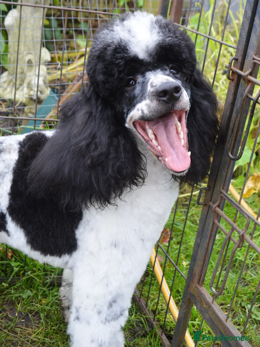 Miniature Poodle dogs for stud: Gorgeous Parti Miniature Poodle - Advert 27