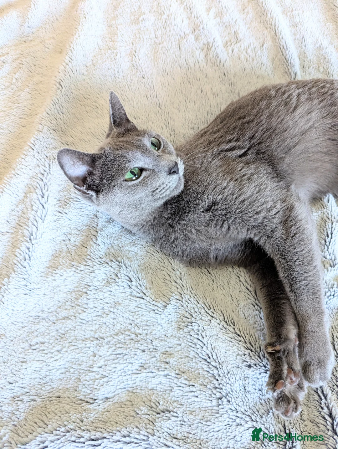 Russian Blue cats for adoption: GCCF Registered Females -Kind, Gentle Lap Cats - Advert 2