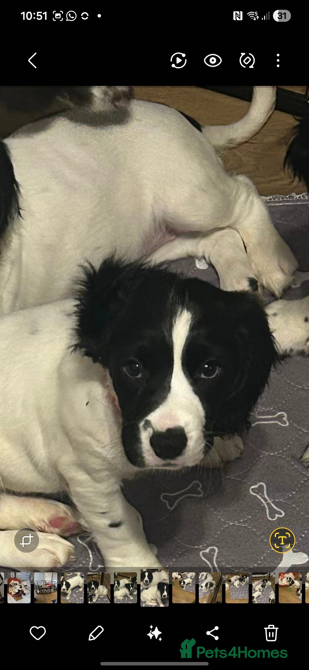 English Springer Spaniel dogs for sale: English Springer spaniel puppies for sale - Advert 16