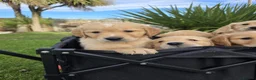 Golden Retriever dogs for sale: *Beautiful DNA clear kc reg Golden retriever pups* - Advert 7
