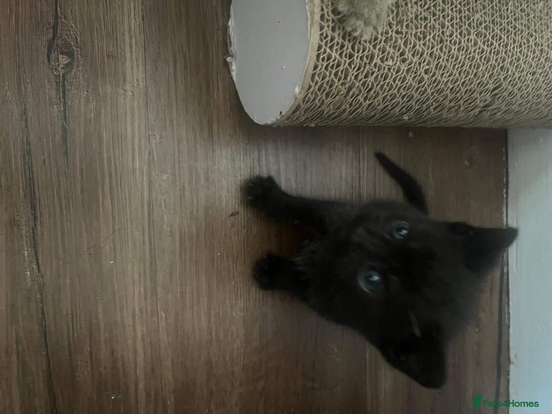 Mixed Breed cats for sale: chunky kittens - Image 23