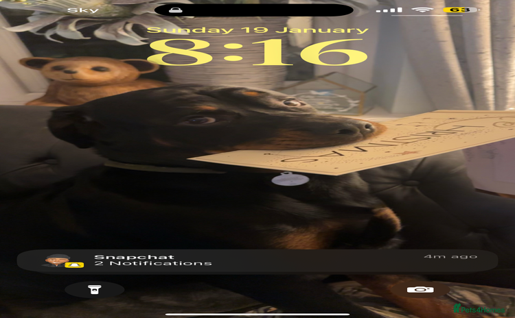Rottweiler dogs - Advert 1