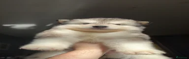 Alaskan Malamute Puppy 1