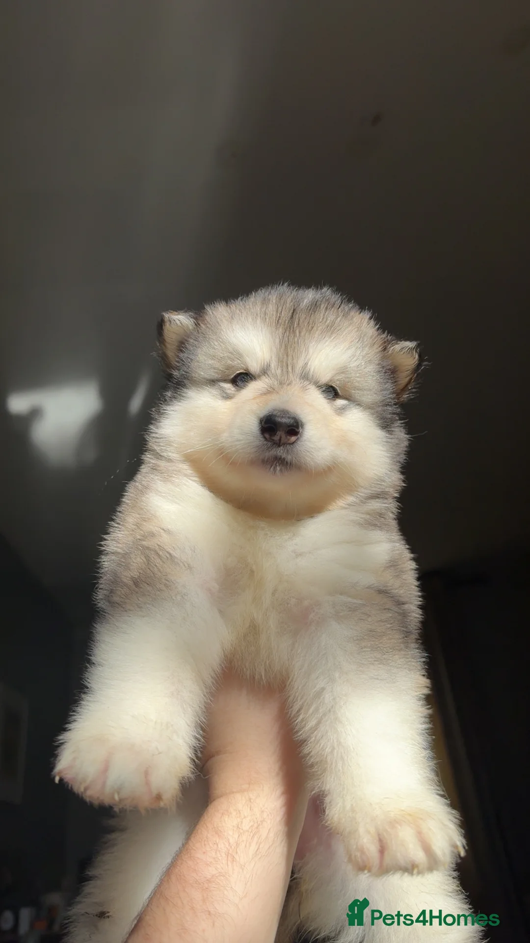 Alaskan Malamute dogs for sale: ALL PUPS HAVE BEEN SOLD!! - Advert 22
