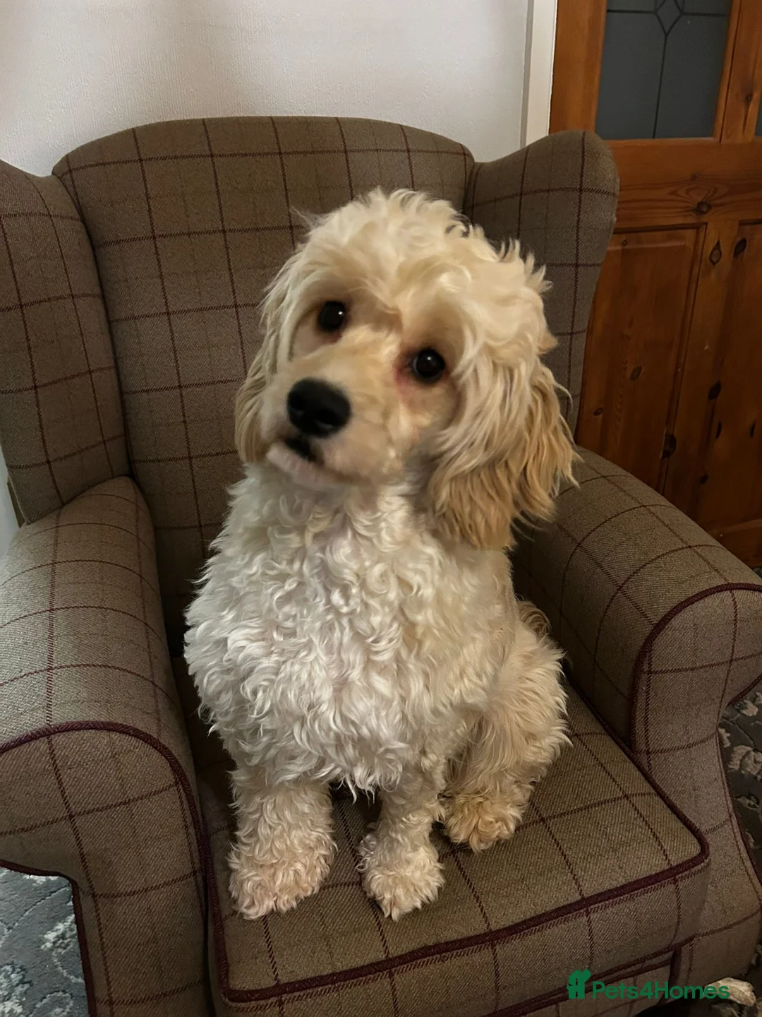 Cockapoo dogs for sale: Stunning cream girl - Advert 7