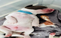 English Springer Spaniel dogs for sale: KC Quality English Springer Spaniels - Image 38