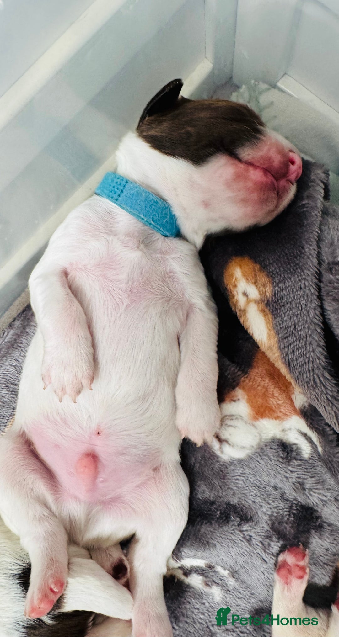 English Springer Spaniel dogs for sale: KC Quality English Springer Spaniels - Image 38