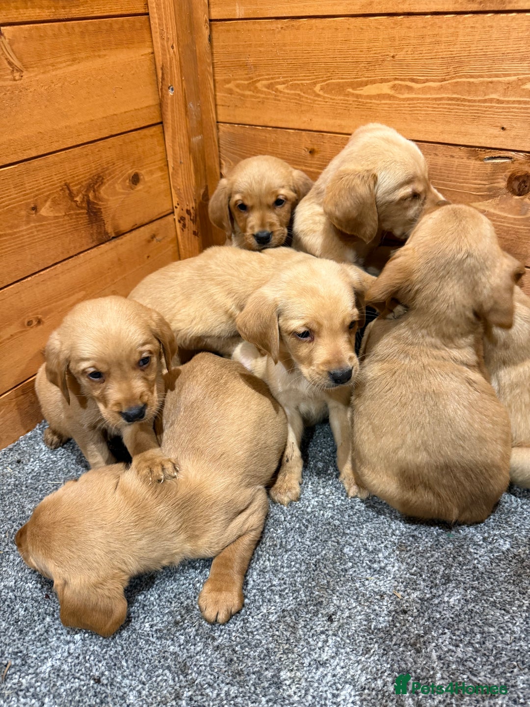 Goldador dogs for sale: Fox red goldadors  - Advert 6