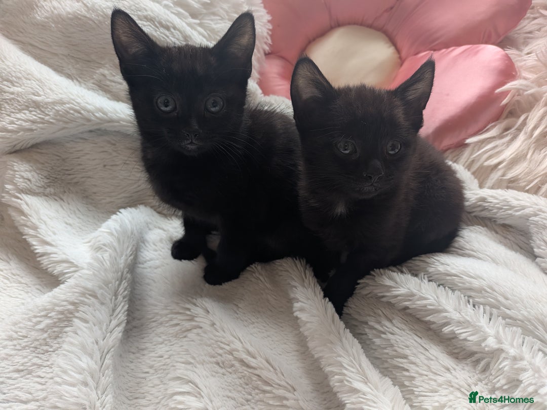 Mixed Breed cats for sale: Sweet kittens  - Image 12