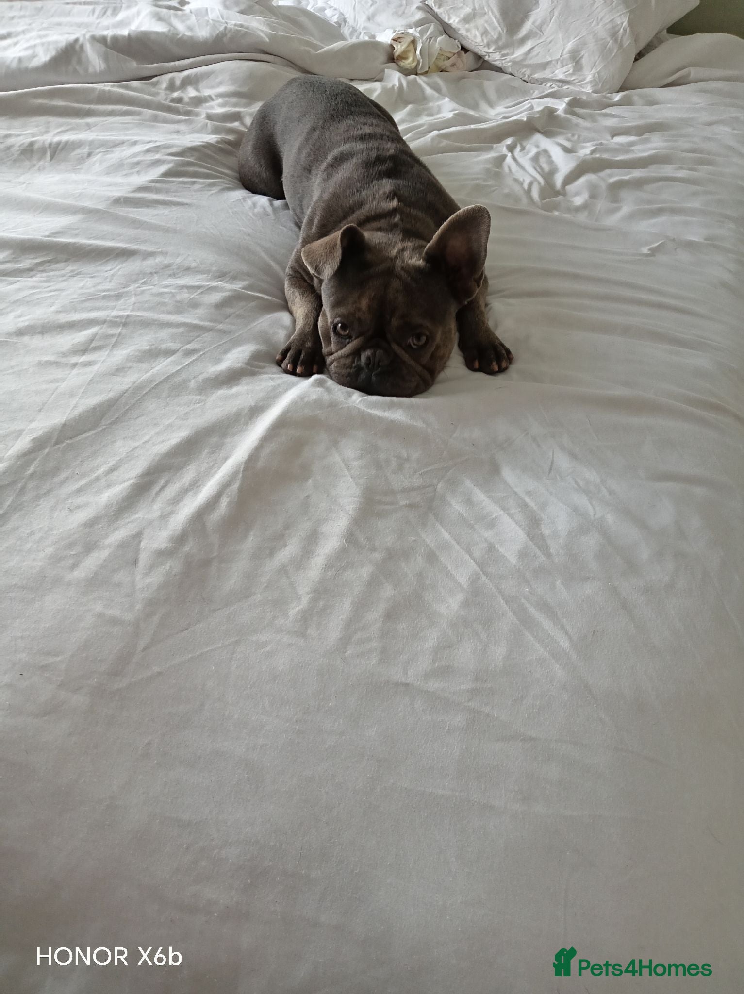 French Bulldog dogs French bulldog female 18 months old - Advert 1