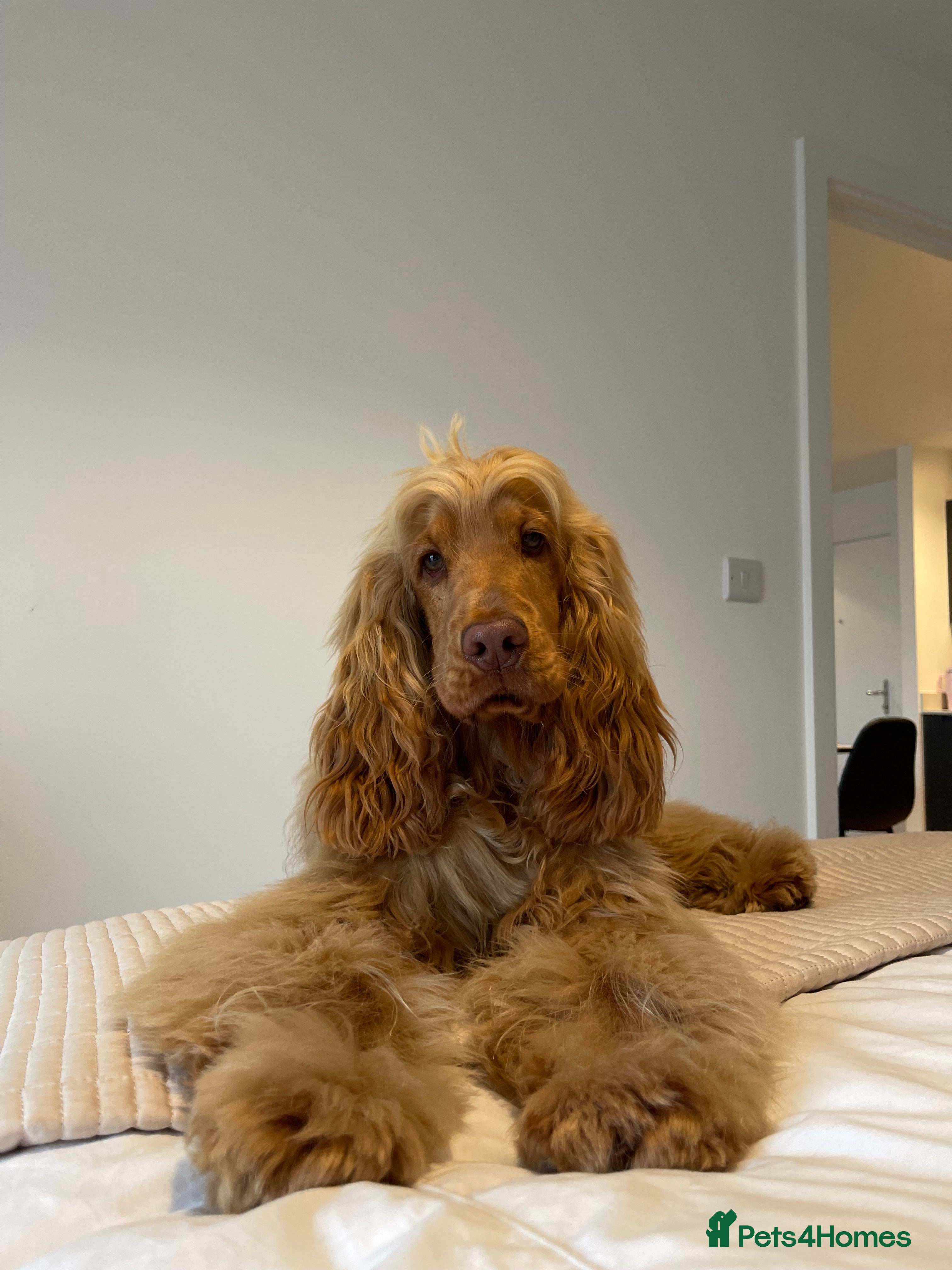 Cocker Spaniel dogs Stunning KC red show cocker spaniel for stud - Advert 2