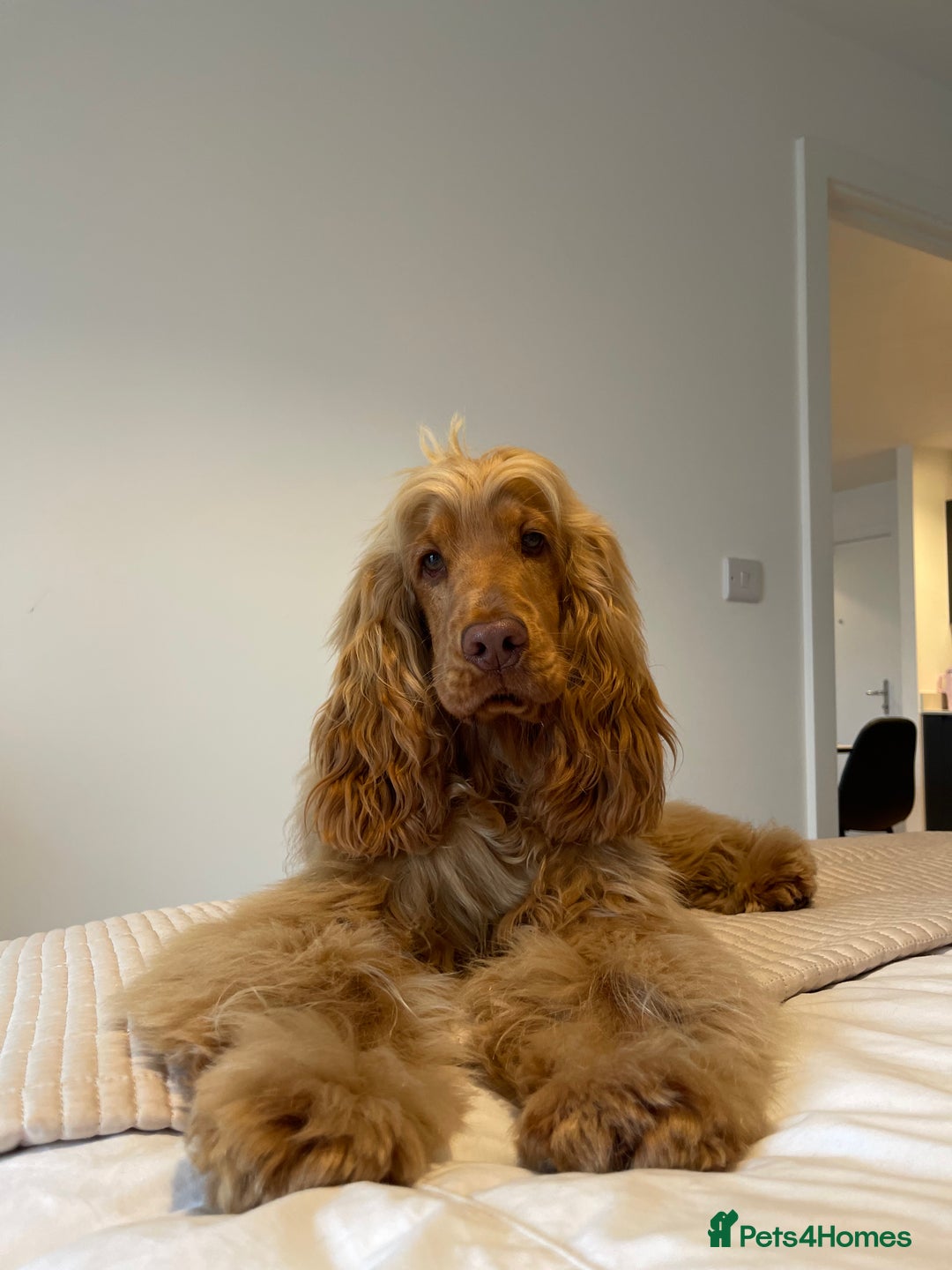 Cocker Spaniel dogs for stud: Stunning KC red show cocker spaniel for stud - Advert 1