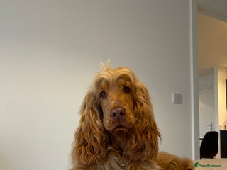 Cocker Spaniel dogs Stunning KC red show cocker spaniel for stud - Advert 1