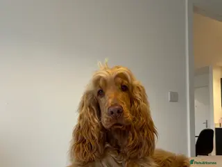 Cocker Spaniel dogs Stunning KC red show cocker spaniel for stud - Advert 11