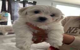 Mixed Breed dogs for sale: 4 Beautiful Maltichon Puppies. - Advert 3