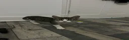 Mixed Breed cats for sale: 3 cuddly kittens for rehome - Advert 9