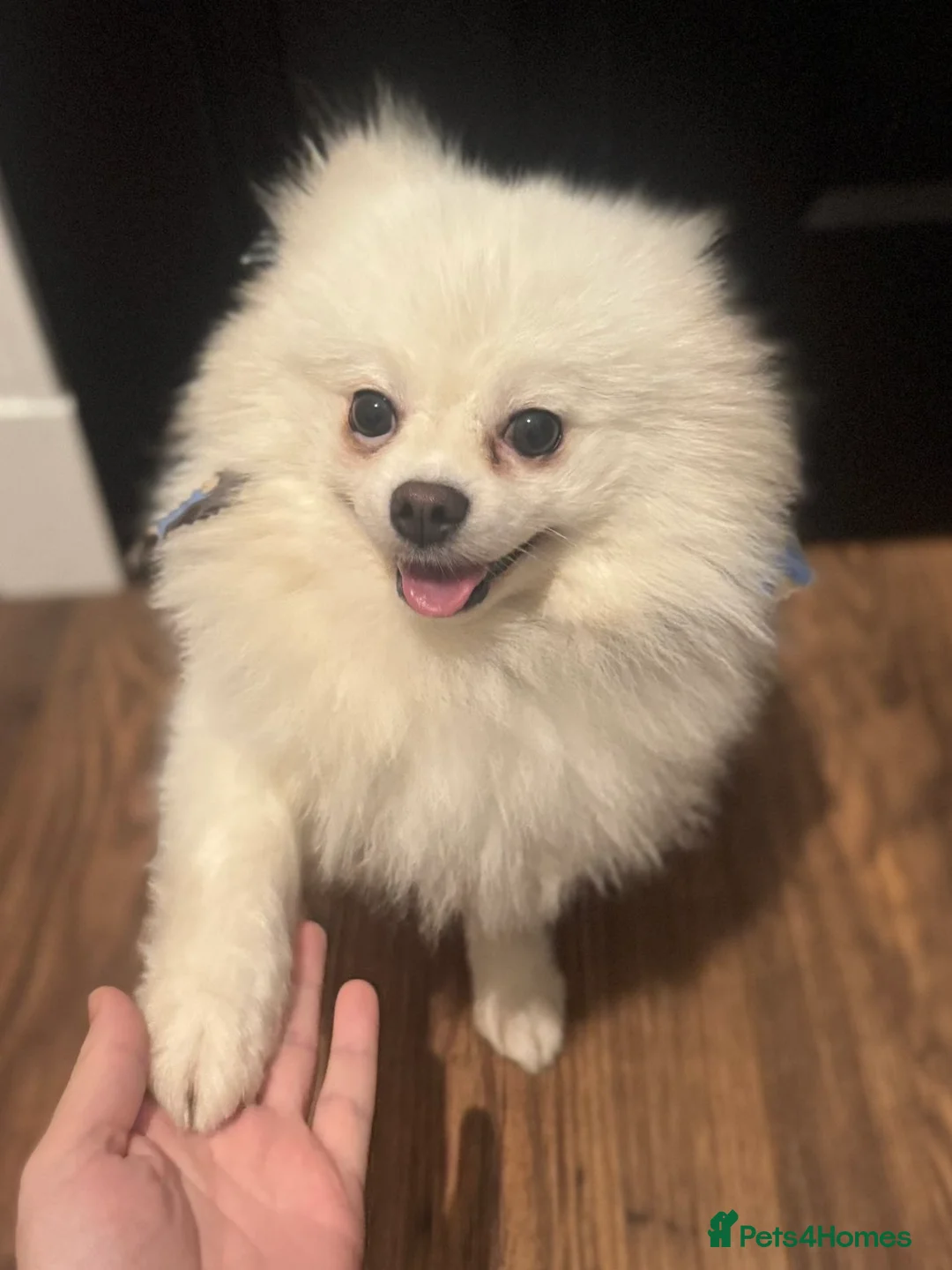 Pomeranian dogs for stud: Pomeranian stud dog  - Advert 5