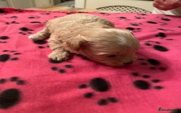 Maltipoo dogs for sale: BEAUTIFUL MALTIPOO F1 BOYS AND GIRLS AVAILABLE  - Image 9