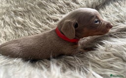 Dachshund dogs for sale: Beautiful mini dachshund babies  - Image 4