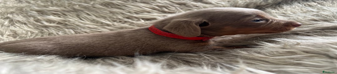 Dachshund Puppy red collar