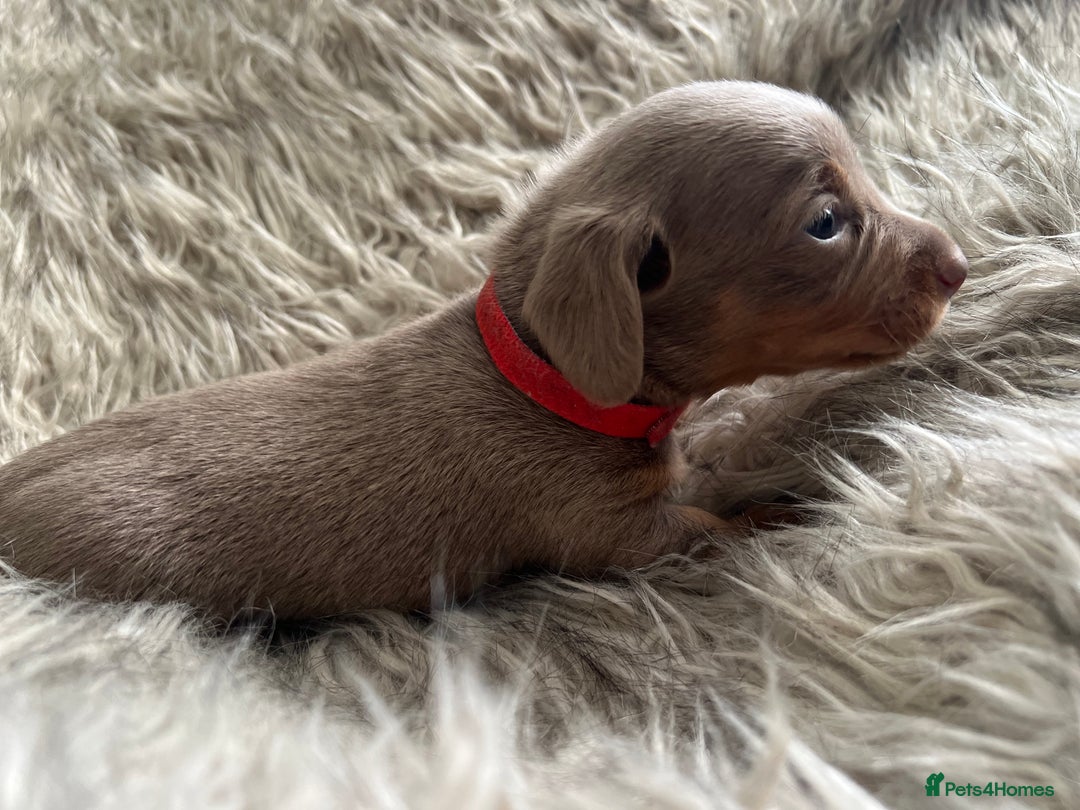 Dachshund dogs for sale: Beautiful mini dachshund babies  - Image 4