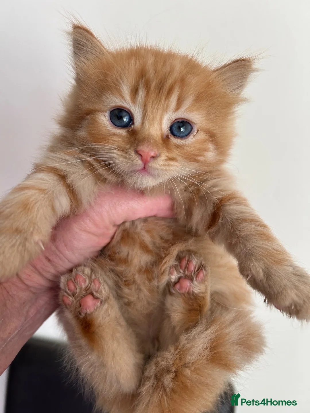 Mixed Breed cats for sale: Beautiful Kittens  - Advert 2