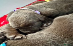 Labrador Retriever dogs for sale: 5 Stars 🌟 Chocolate Labradors  🌟  - Image 5