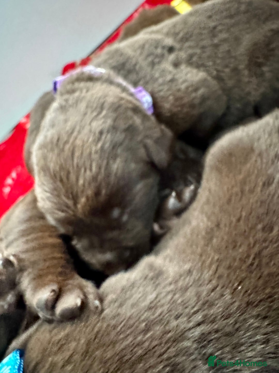 Labrador Retriever dogs for sale: 5 Stars 🌟 Chocolate Labradors  🌟  - Image 5